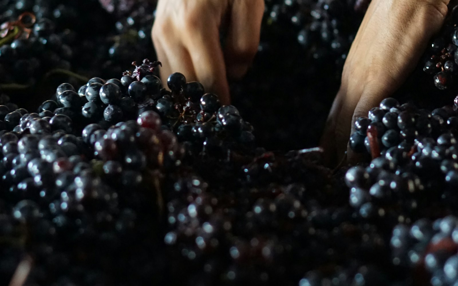 A hand harvesting wine grapes in the cool of late summer