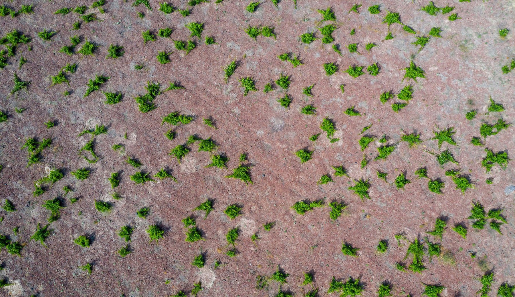Aerial view of Domaine Sigalas vineyards on Santorini — home to one of the most celebrated producers of PDO Vinsanto