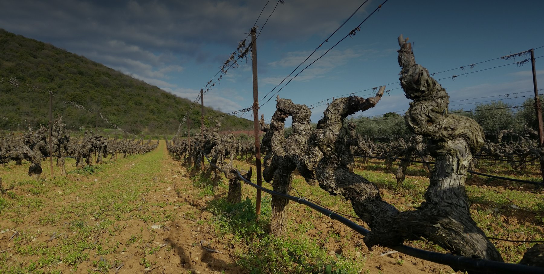 Xinomavro vineyards of Domaine Boutari on Mount Vermion in PDO Naoussa