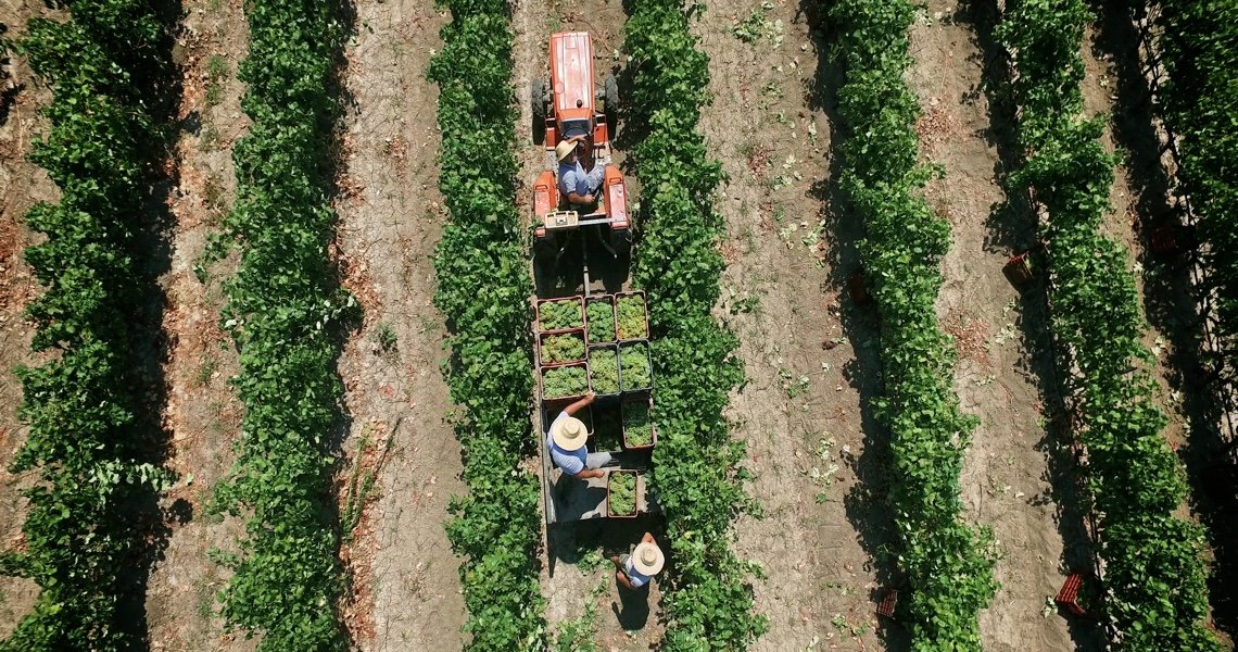 Domaine Gerovassiliou vineyards in Epanomi, near Thessaloniki — the estate that rescued Malagousia and became a benchmark of modern Greek wine