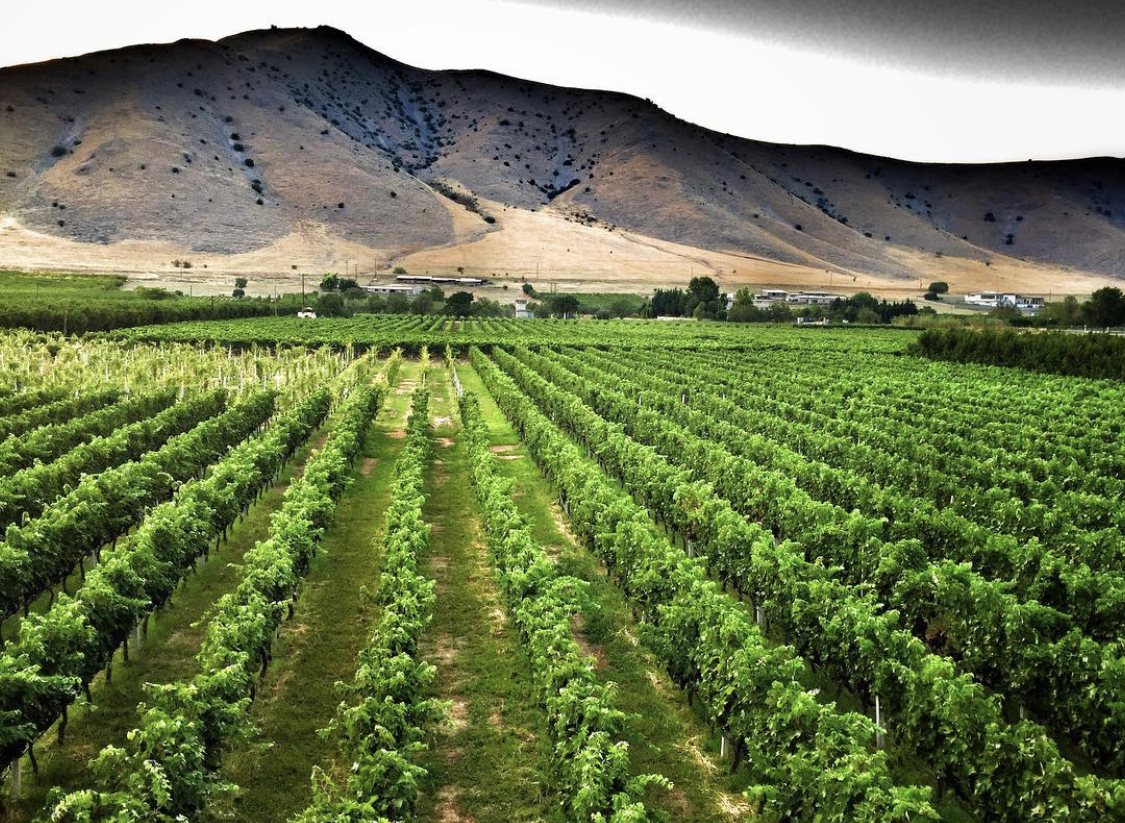 Vineyards of Ktima Zafeirakis in Tyrnavos, Thessaly, beneath the hills of PGI Tyrnavos — home of the Limniona revival
