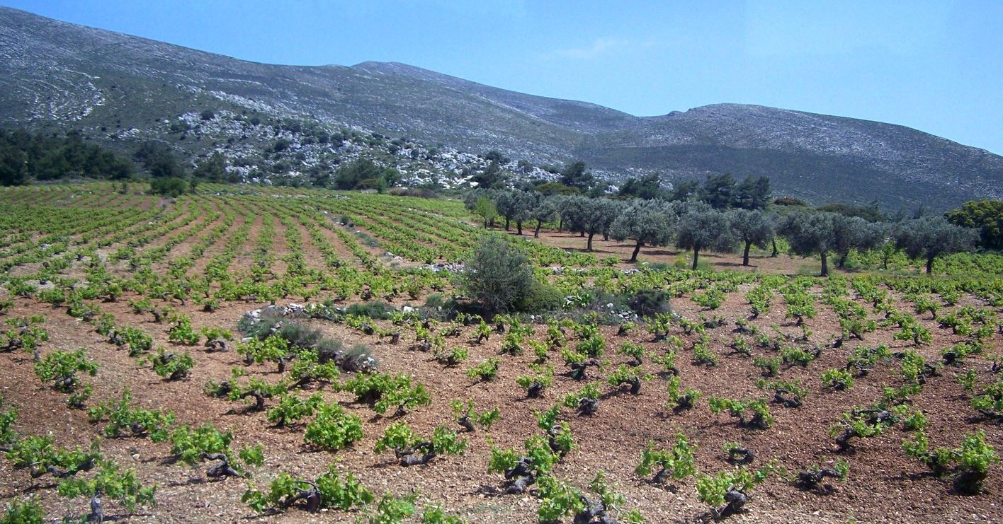 Bush-trained vines on stony red soil below a limestone mountain on Rhodes, the island where Athiri leads the PDO white