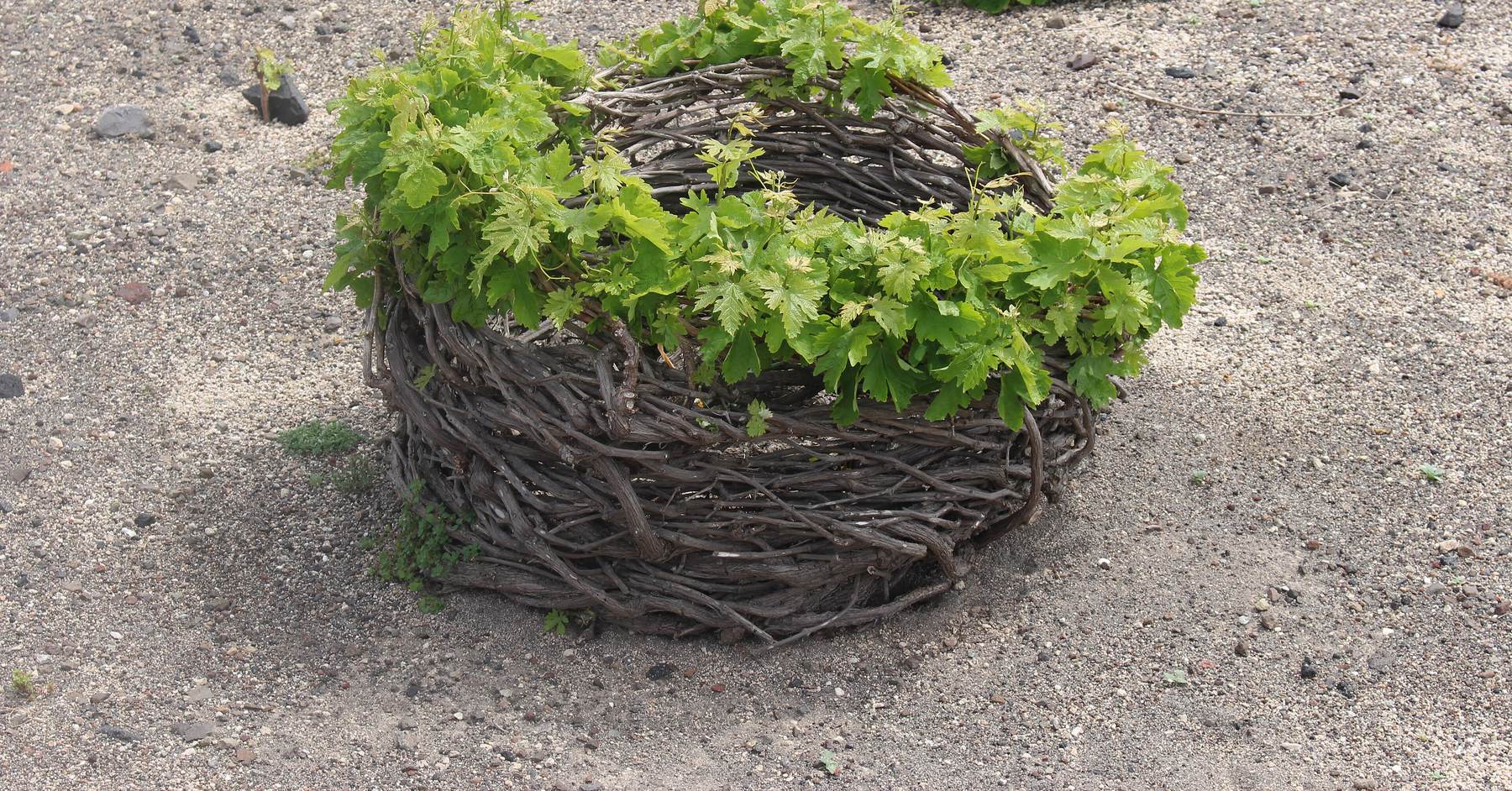 A basket-trained kouloura vine on Santorini's volcanic soil — the training system and terroir that shape Mavrotragano