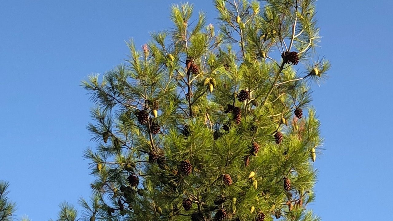 An Aleppo pine (Pinus halepensis) against a clear blue sky, the tree whose resin gives retsina its aroma