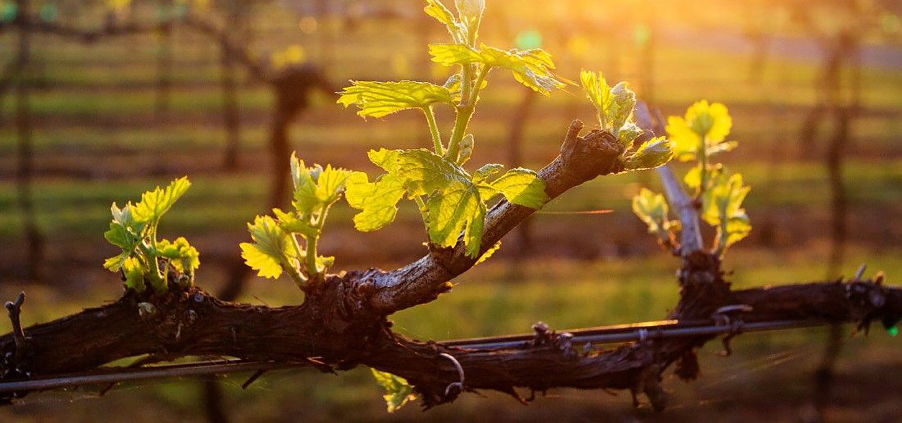 Gentilini Winery vineyards on Cephalonia — one of the leading producers of PDO Robola of Cephalonia