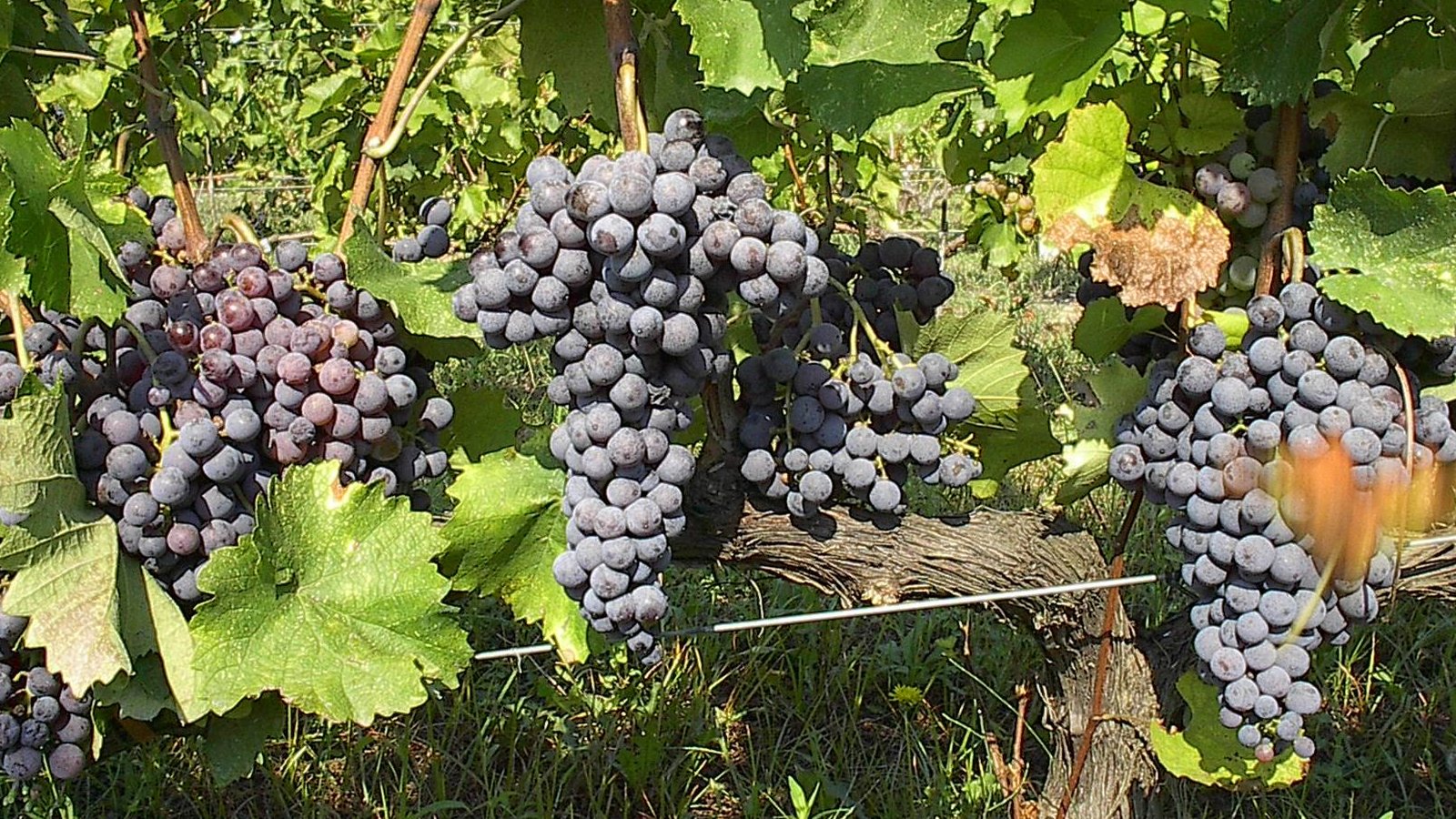 Ripe Xinomavro grape clusters on the vine in Northern Greece — the indigenous red variety behind PDO Naoussa and PDO Amyntaio